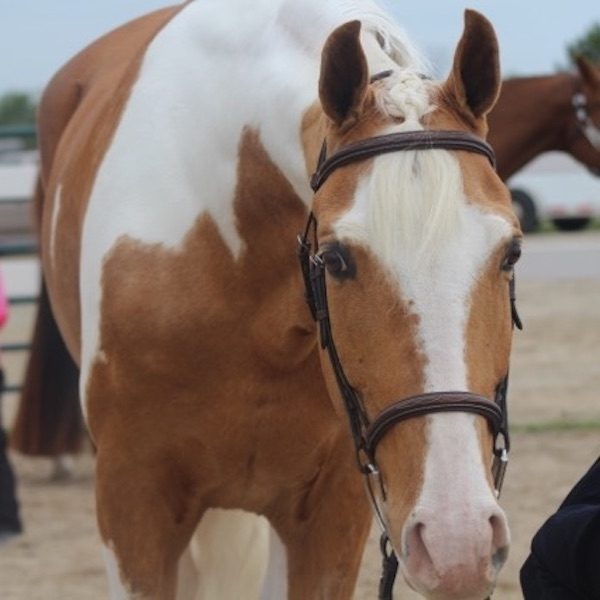Tennessee Walking Horse