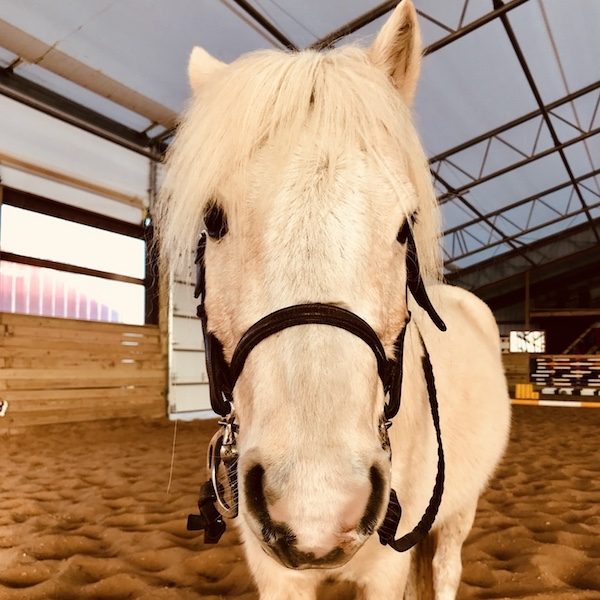 Welsh Pony