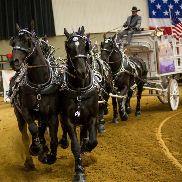 Young Living Percherons