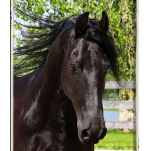 Friesian
