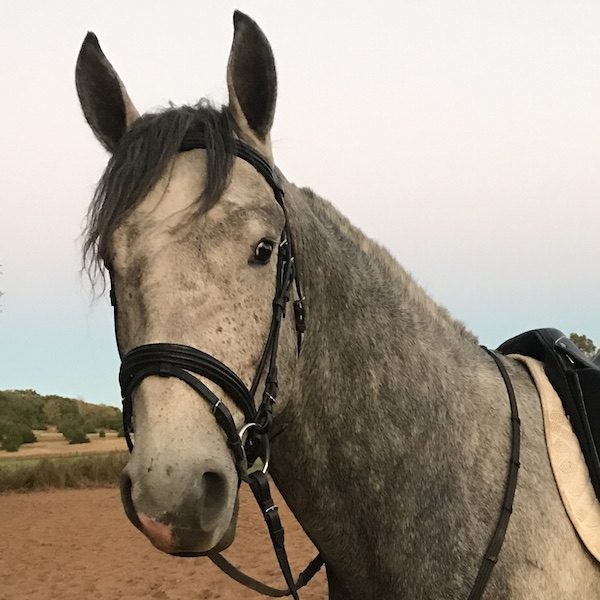 Irish Sport Horse