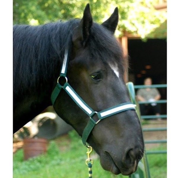 Percheron