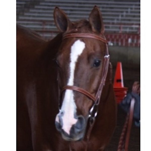 Quarter Pony