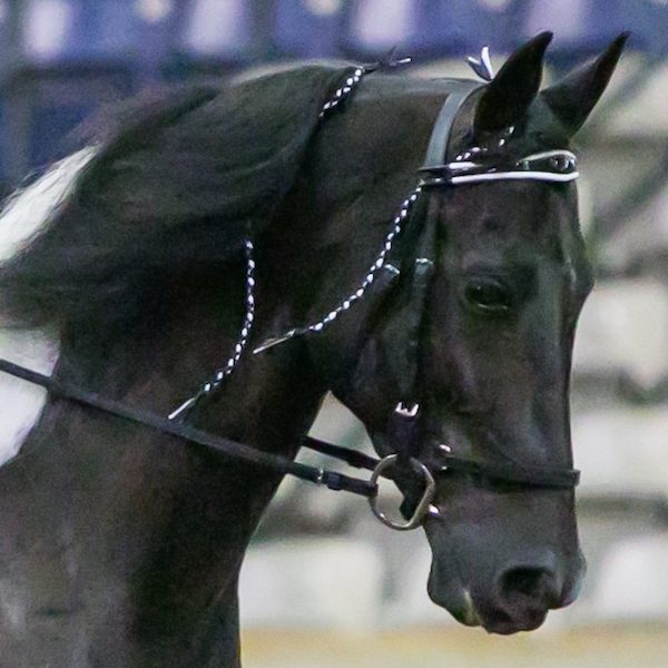 Spotted Saddle Horse