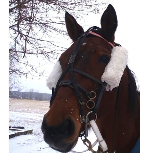 Standardbred