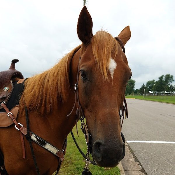 Thoroughbred