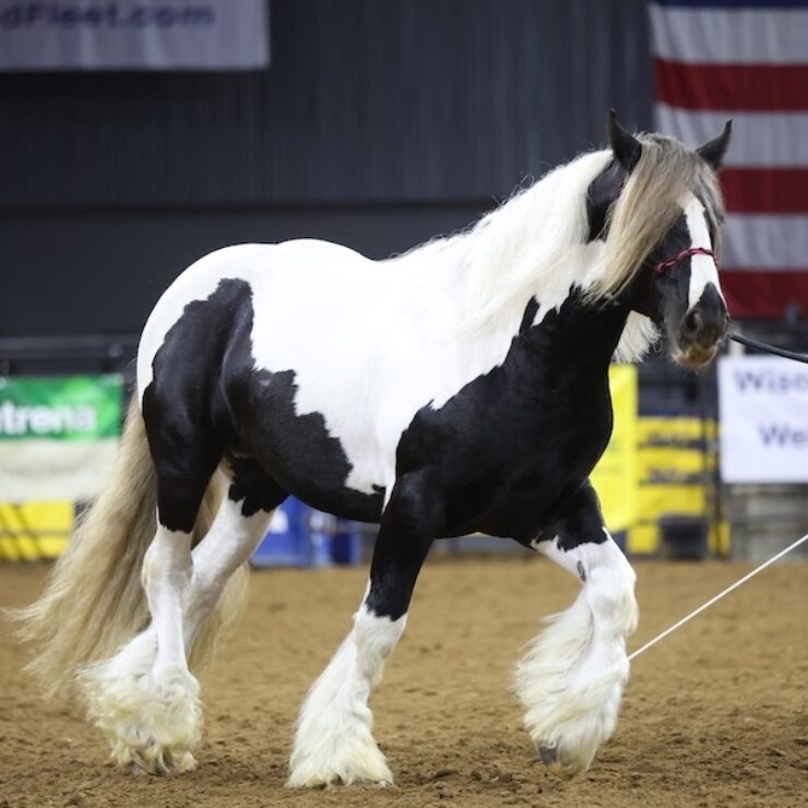 Stallion Revue 2 2026 cropped