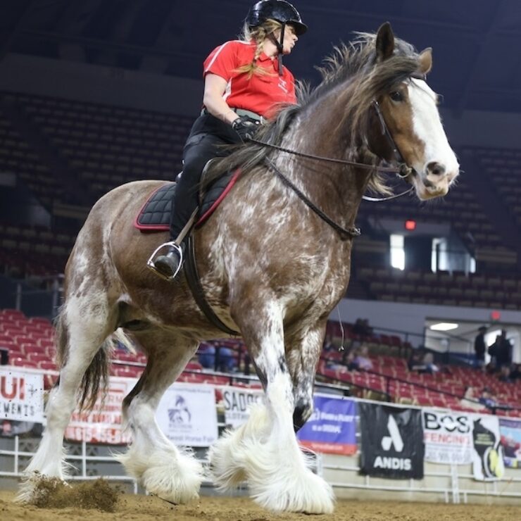 Clydesdale 2026 cropped