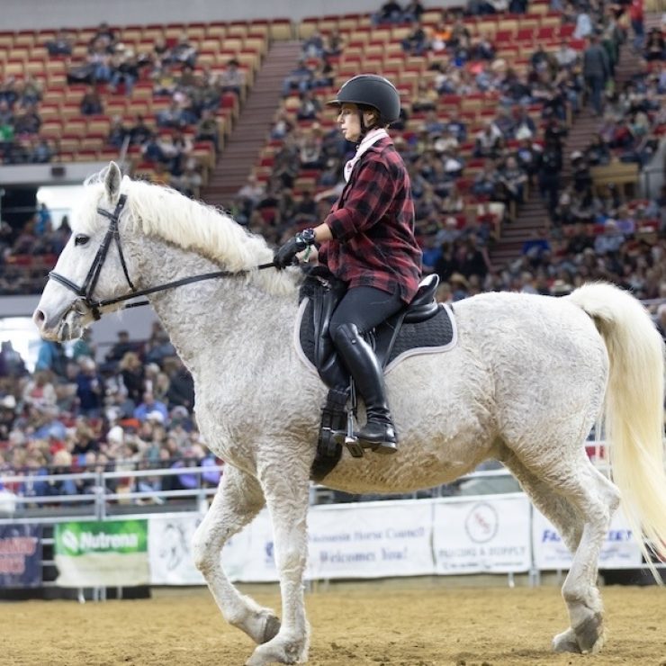 Curly Horse cropped 2025