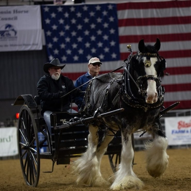 Stallion Revue 2 2025