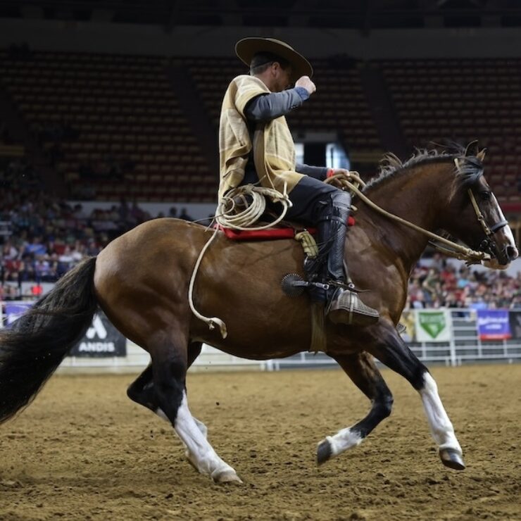 Stallion Revue 3 2026 cropped